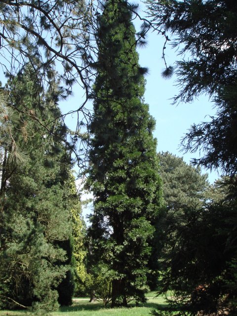 Calocedrus decurrens silhouette